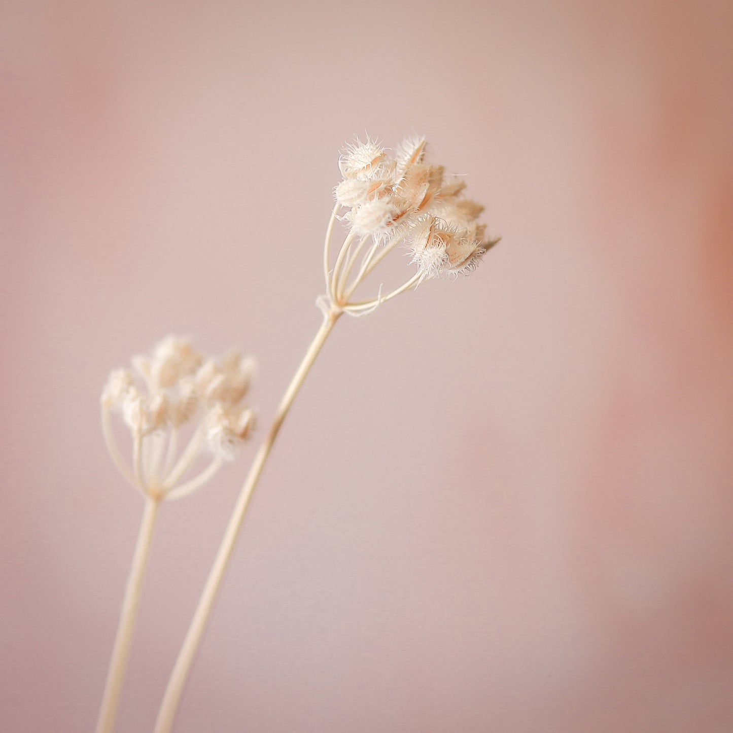 大花水芹