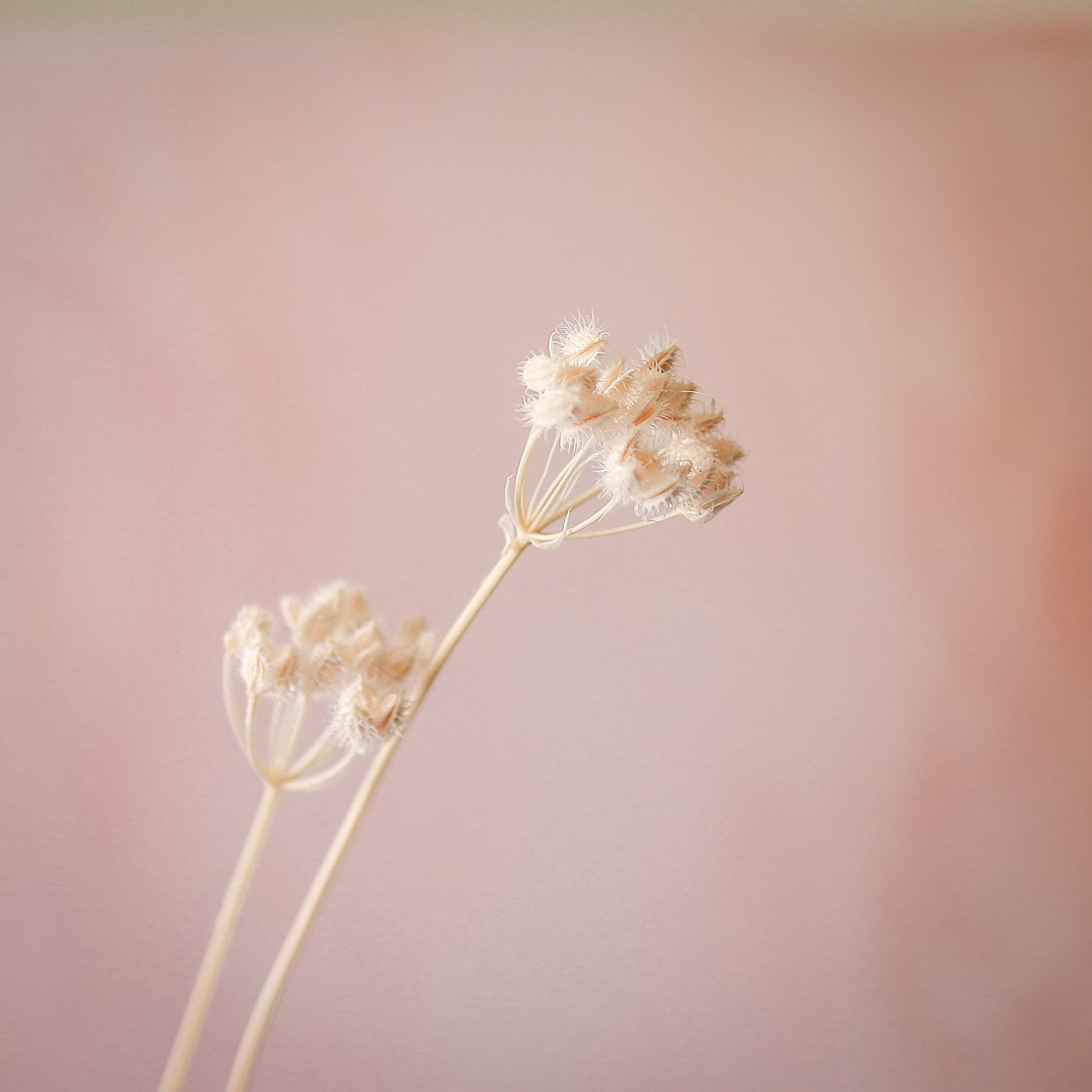 大花水芹