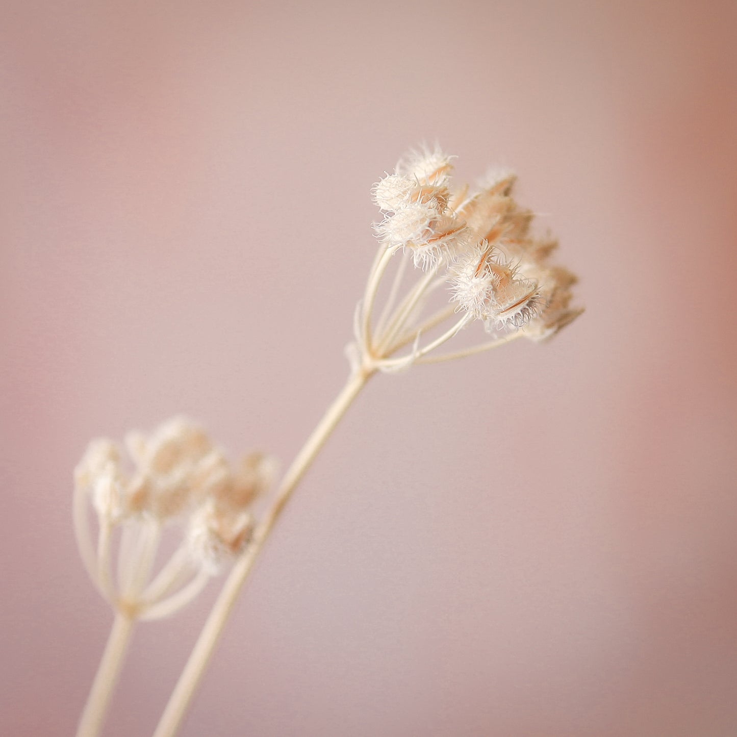 大花水芹