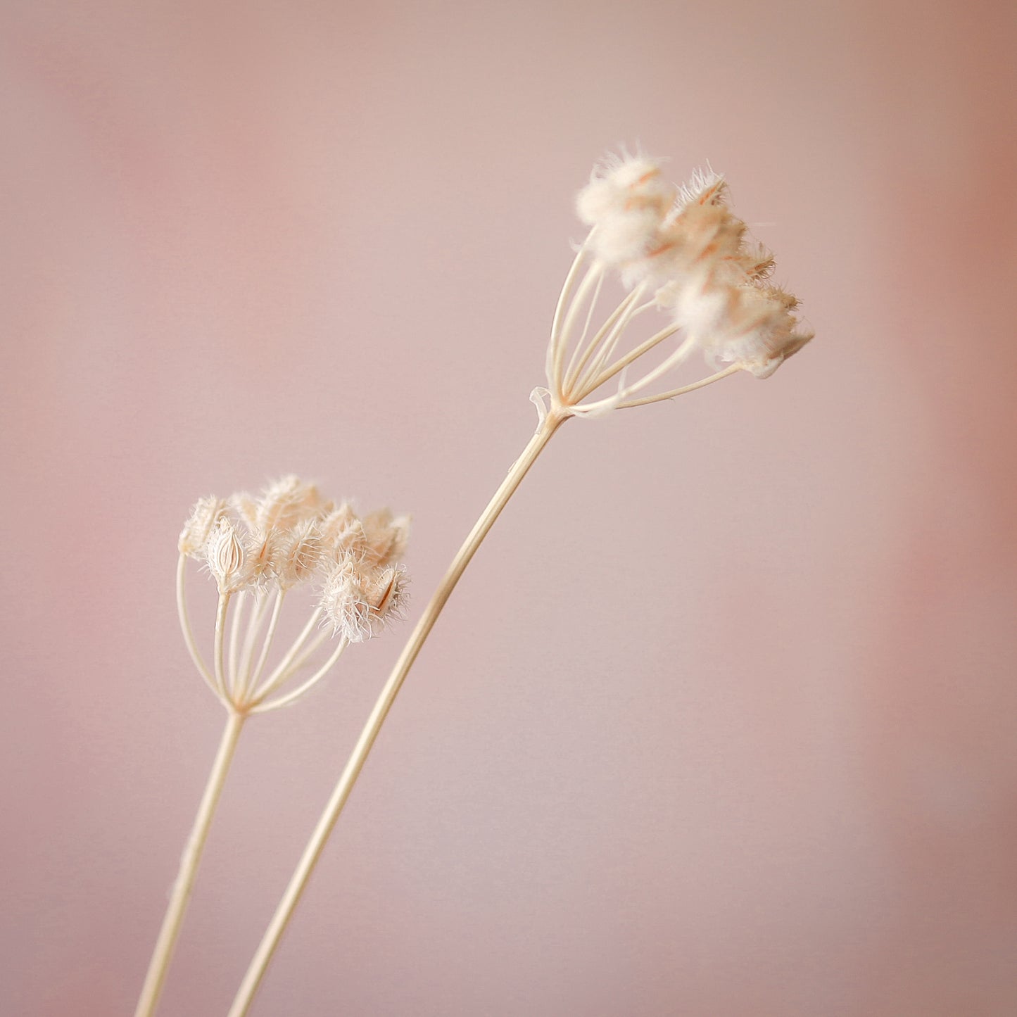 大花水芹