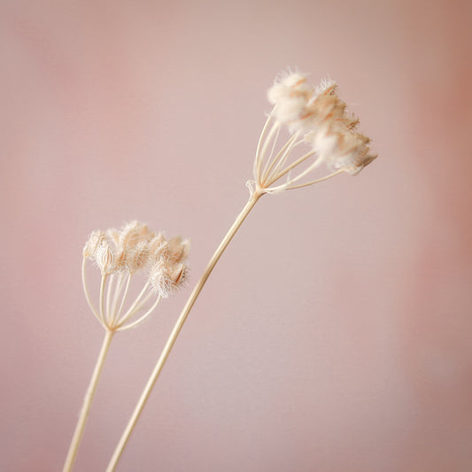 大花水芹