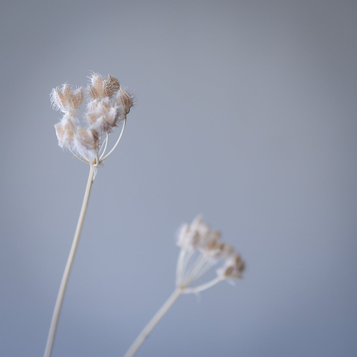 大花水芹