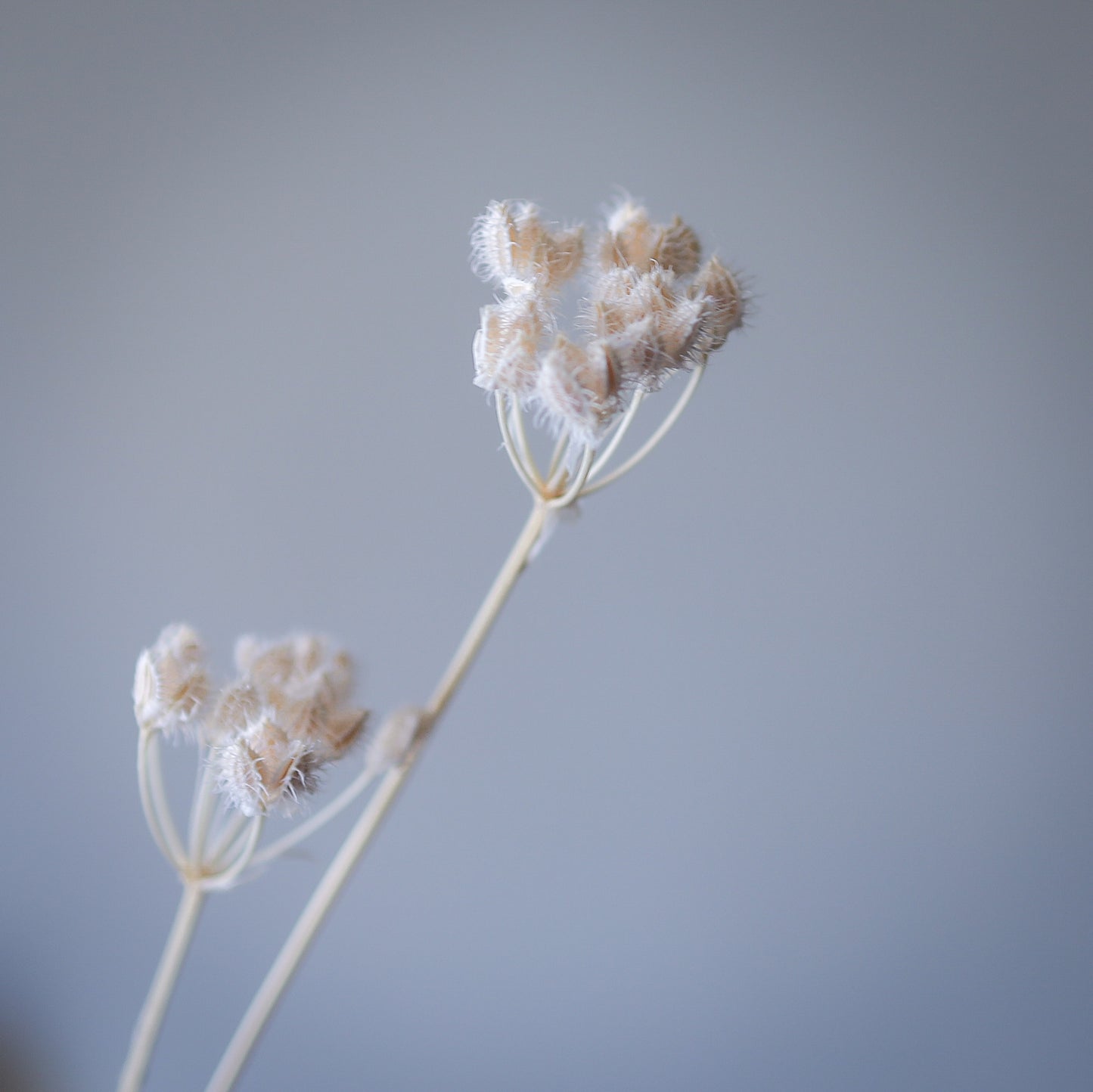 大花水芹